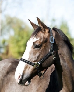 Kantar z diamencikami Horze