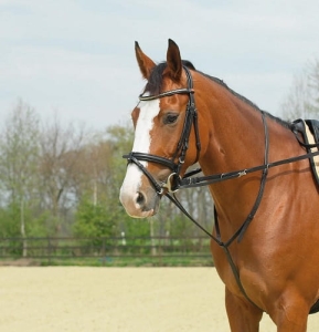 Zestaw Busse Thiedemann Basic