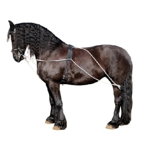 Zestaw treningowy do lonżowania York